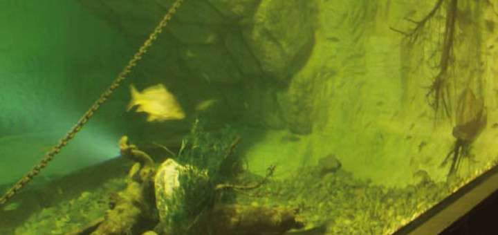 aquarium